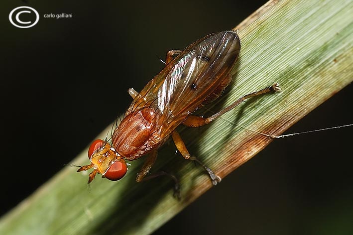 tetamocera ?